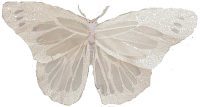6" WHITE Butterfly- With Mica- Box of 6<br><br>Available February, 2023