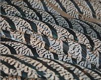 Lady Amhurst Zebra Pheasant Center Feathers- 30"- Select Quantity