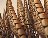 Lady Amhurst Pheasant Side Feathers- 20 - 25"- Select Size and Quantity