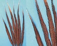 Golden Pheasant Feathers- 13-15"- Select Quantity