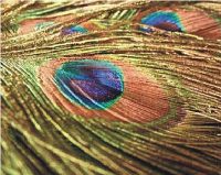 Premium Graded Peacock Feathers- Box of 100