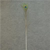 Peacock Tail Feathers- Extra Long- Pack of 12