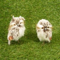 6 Inch Artificial Brown Owl- 2 Pair
