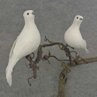 6" White Pigeon / Lovebird, with Clip Fastener, Left and Right Poses- Box of 1 Dozen- B6745