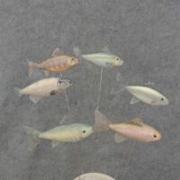 4.5" Long Artificial Fish Pick, 6 Assorted,-BN0005